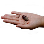 bG9jYWw6Ly9tZWRpYS85TS9DRC82MFIzMEMxRzZNU0tDRDlNLzQyZWI3NDg0LmpwZWc - Anāsha