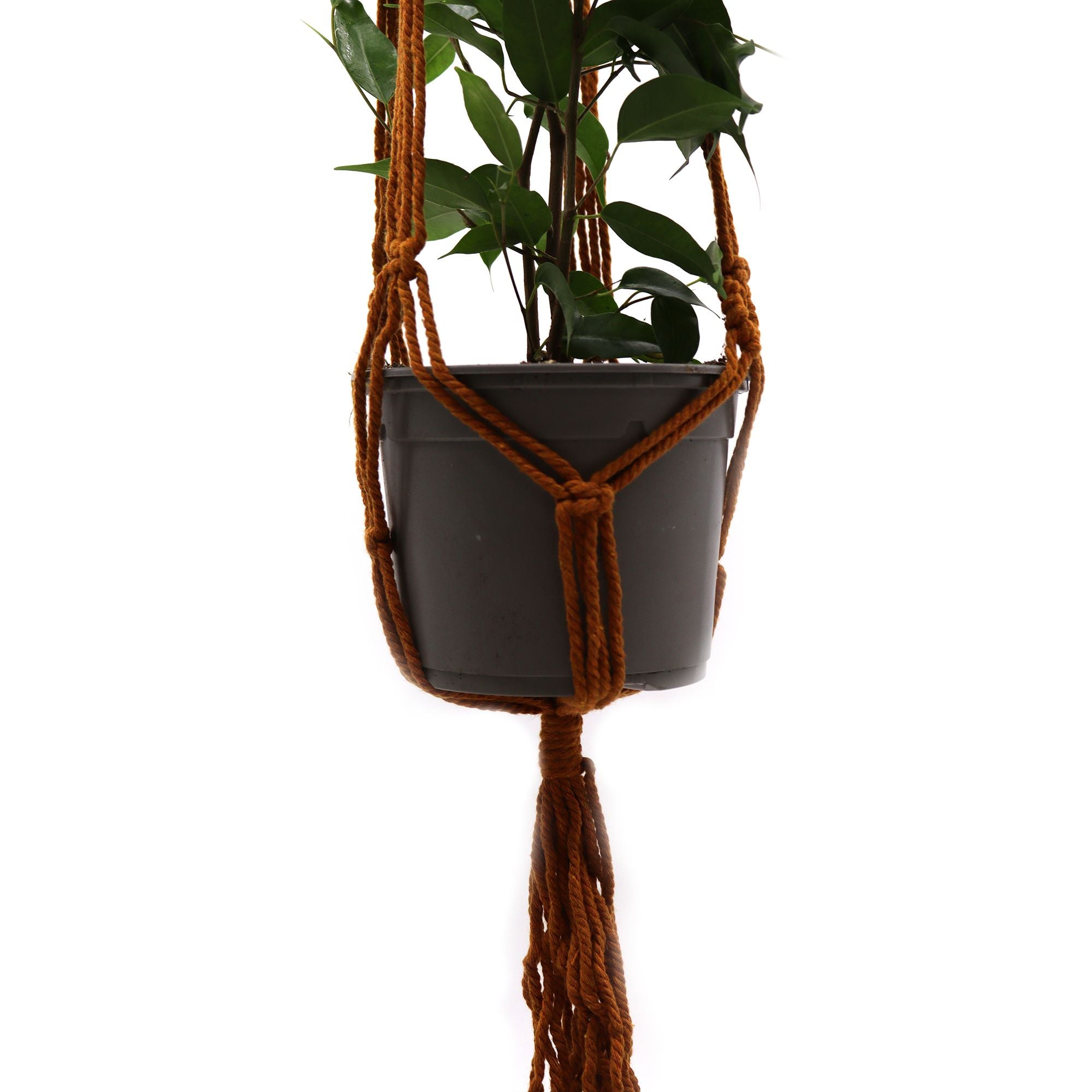 bG9jYWw6Ly9tZWRpYS9TUi9DRC82MFIzMEMxRzZXUzNDRFNSLzE0NDQzYjM5LmpwZWc - Anāsha